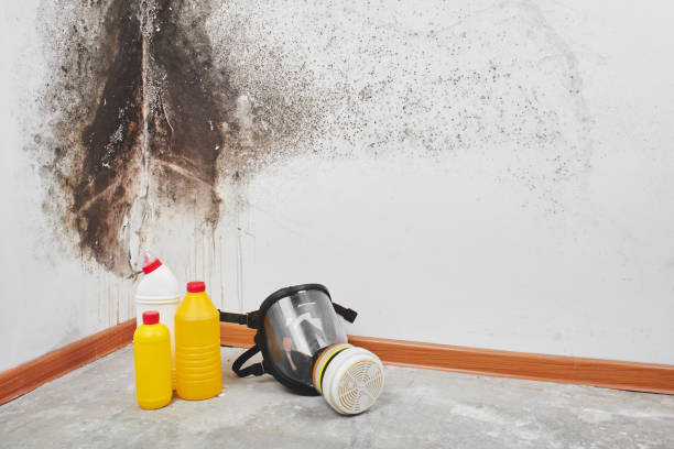 Mold Removal and Inspection in South Farmingdale, NY