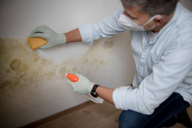 Best Toxic Mold Removal  in South Farmingdale, NY