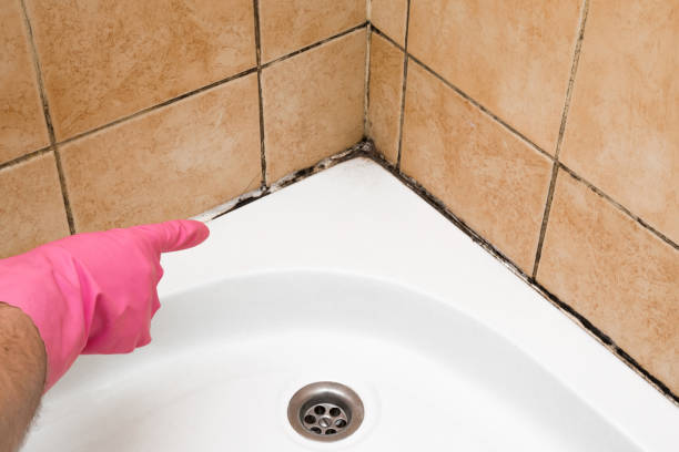 Attic Mold Removal in South Farmingdale, NY
